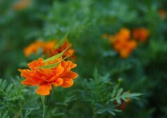 秋思　ショウリョウバッタ？