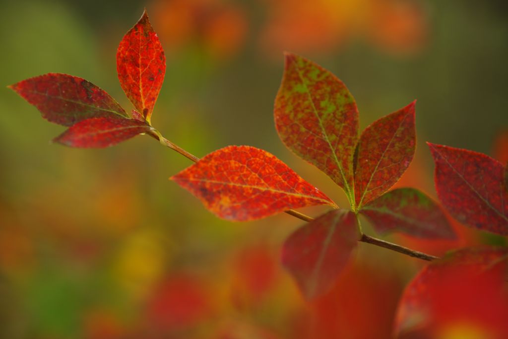 寒冷　ヤマツツジ？