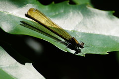 虫達を追って　？イトトンボ