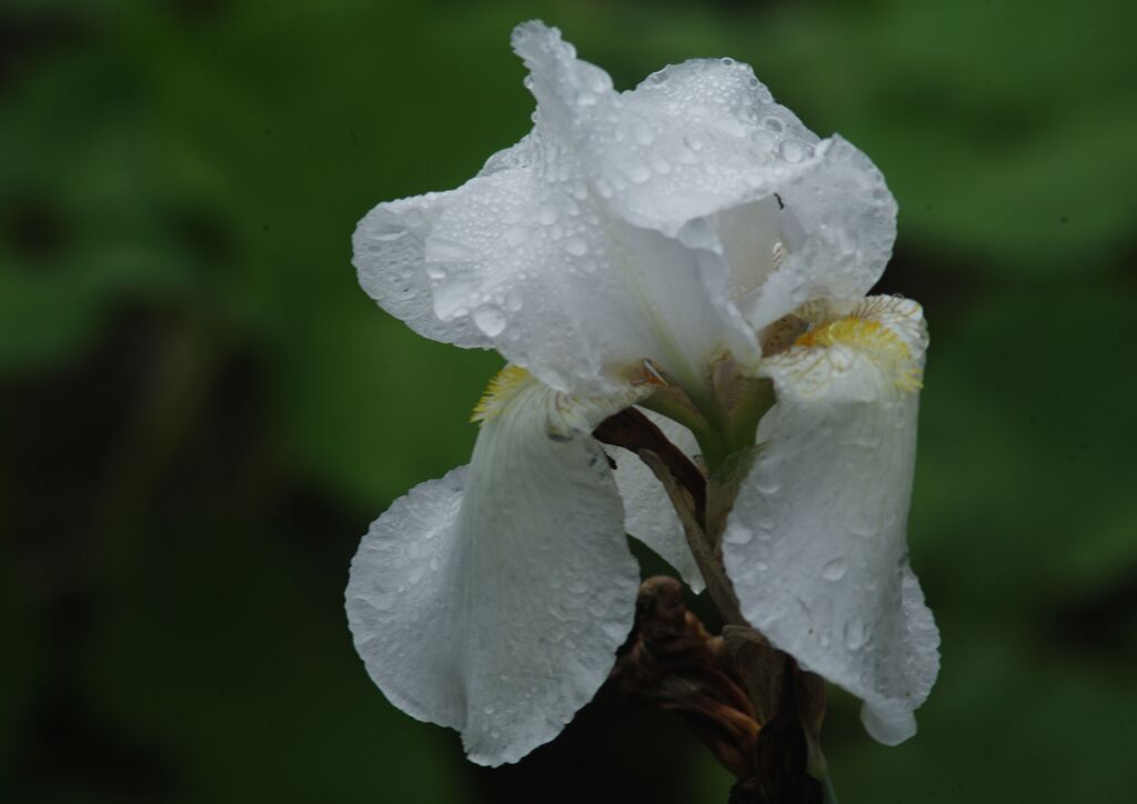 万緑　菖蒲