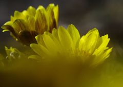 向春　福寿草　Ⅱ