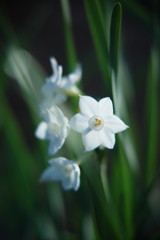 初春　水仙　Ⅱ