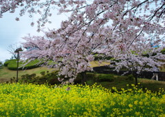 春を探して ソメイヨシノ 春を探して ソメイヨシノ