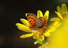 白露　シジミチョウ