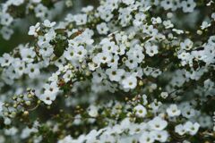 仲春　ユキヤナギ　Ⅱ