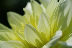 蝉鳴く　ダリア