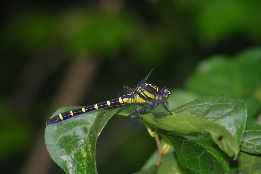 蝉時雨　トンボ