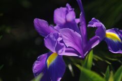 清涼　ジャーマンアイリス