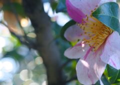 万物寒　サザンカ