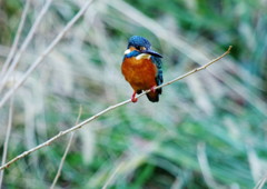 野鳥を探して　カワセミ　Ⅱ