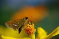 路傍　セセリチョウ　Ⅱ