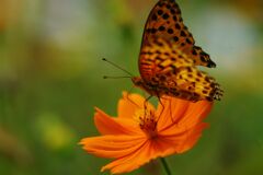 ヒョウモンチョウ