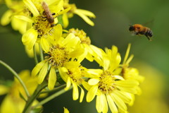 秋を探して　ツワブキ