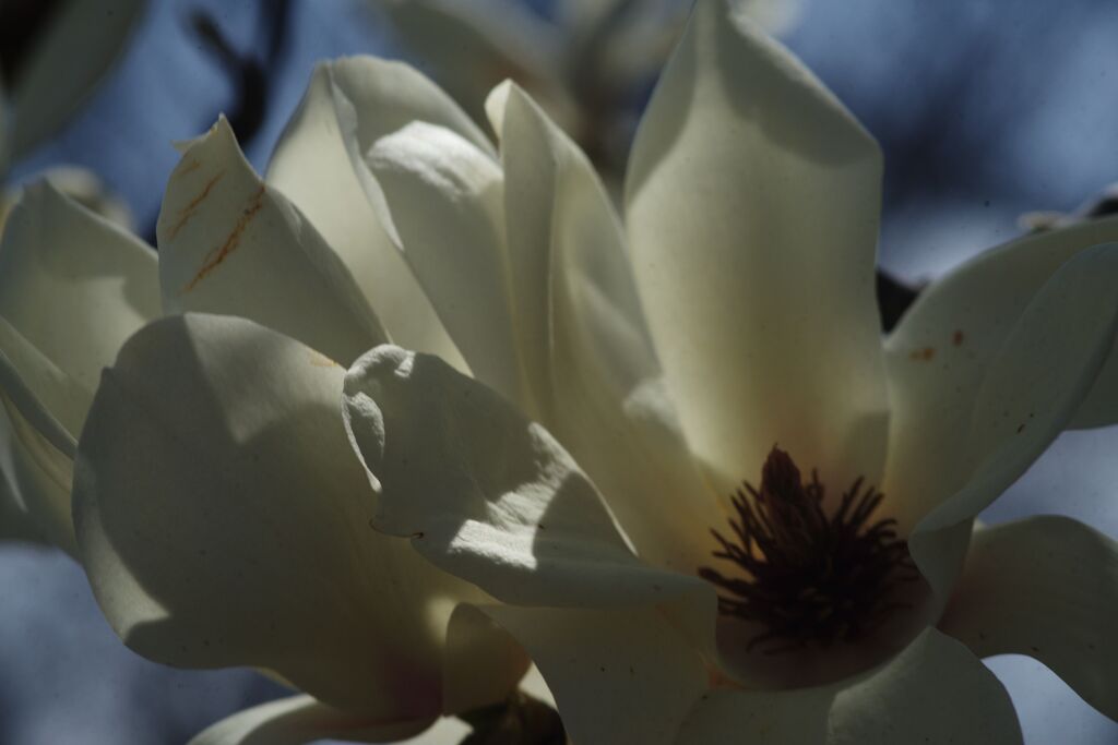 晩春　モクレン