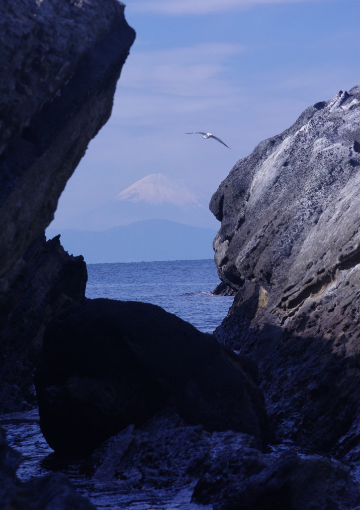 野鳥を探して　カモメ