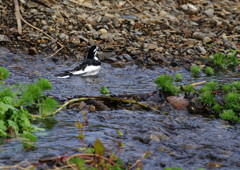 野鳥を探して　背黒セキレイ