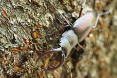 虫達を追って　ノコギリクワガタ