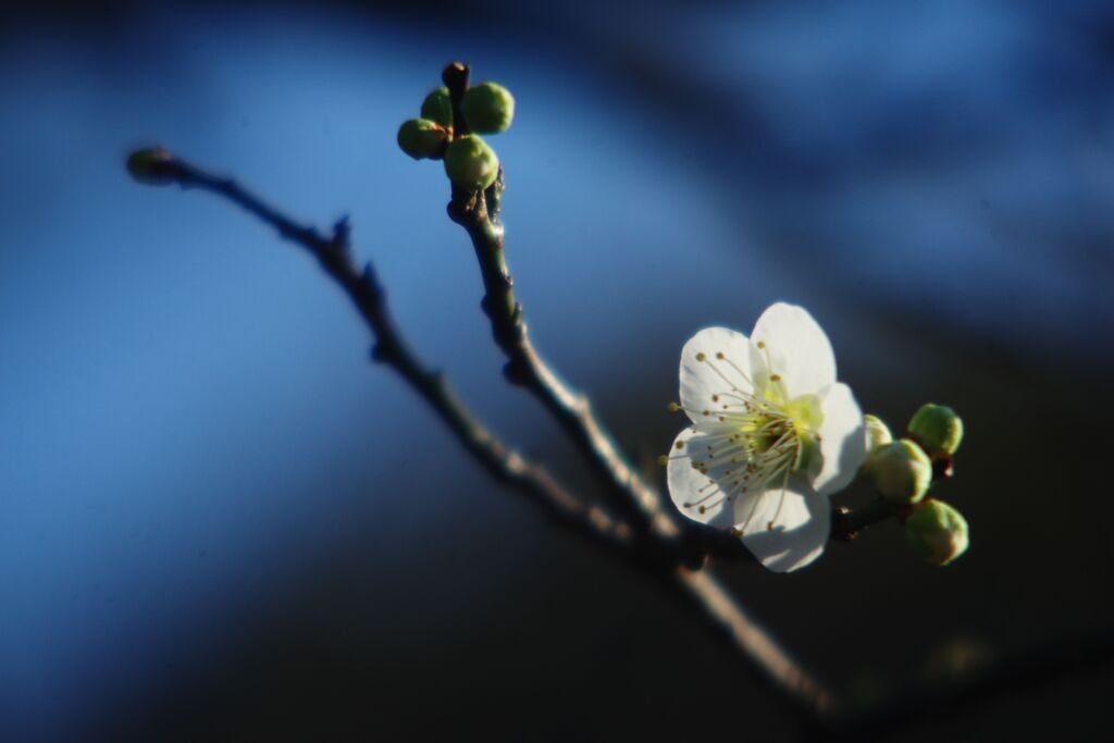 万物寒　白梅