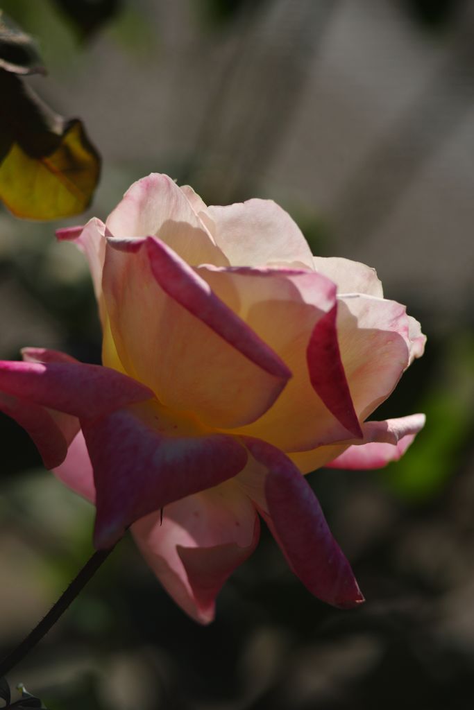 短日　バラ　Ⅱ