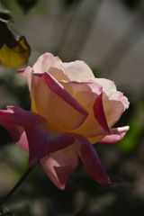 短日　バラ　Ⅱ