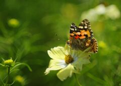 行秋　ツマグロヒョウモン