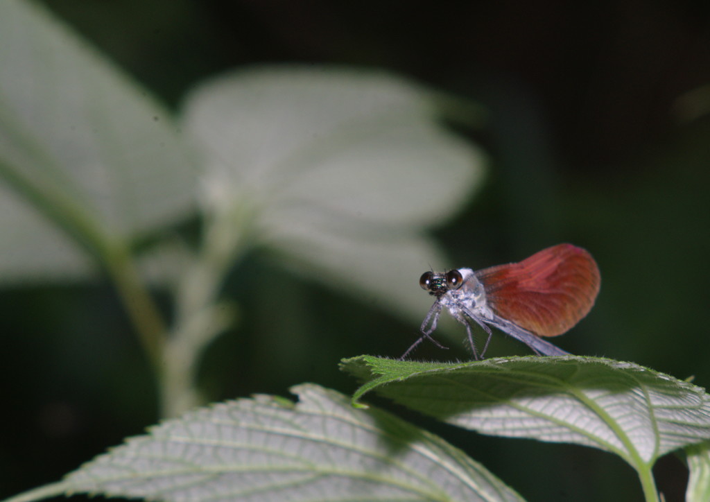 仲夏　アサヒナカワトンボ