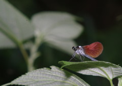仲夏　アサヒナカワトンボ