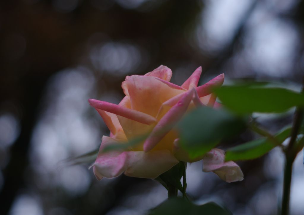 寒露　薔薇　Ⅱ