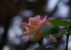 寒露　薔薇　Ⅱ