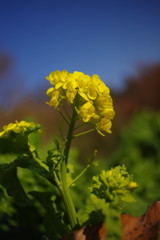 初春　菜の花