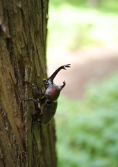 花と虫達　カブトムシ