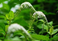 はつ夏　オカトラノオ