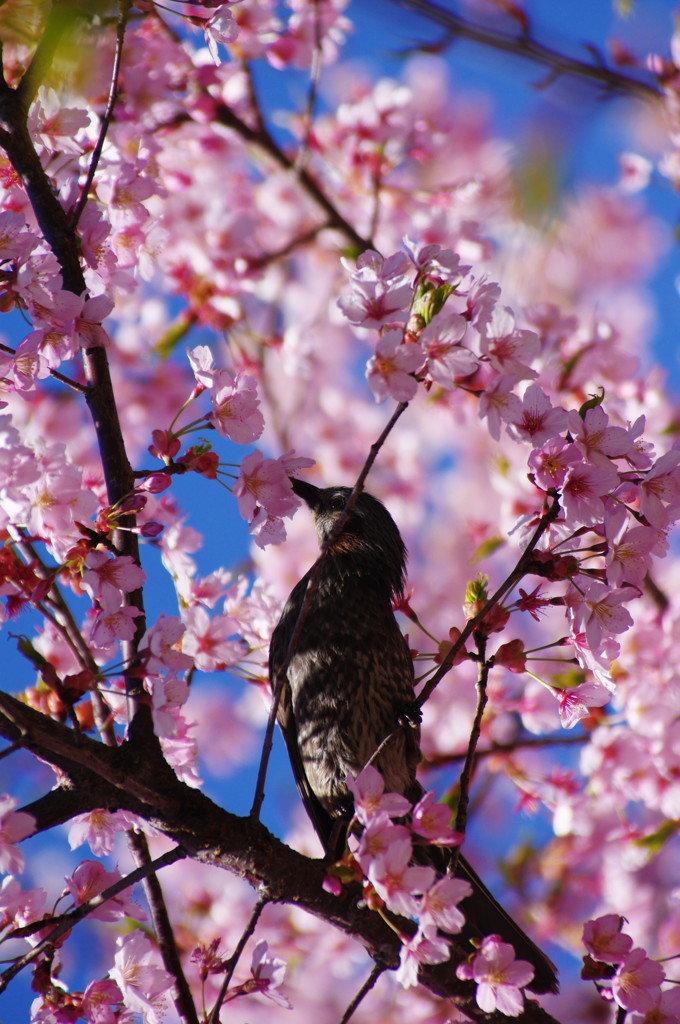 春爛漫　満開桜