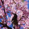 春爛漫　満開桜