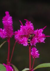 季夏　盆栽ケイトウ
