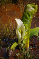 春風　ミズバショウ