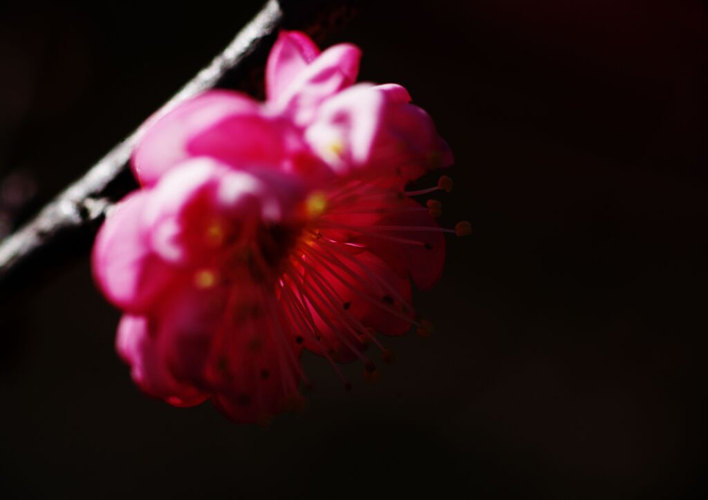 万物寒　紅梅