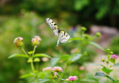 虫達を追って　ゴマダラチョウ？