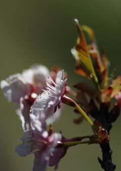 寒桜　Ⅱ