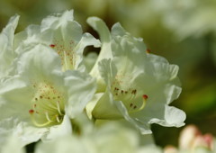 春の息吹　石楠花　Ⅱ