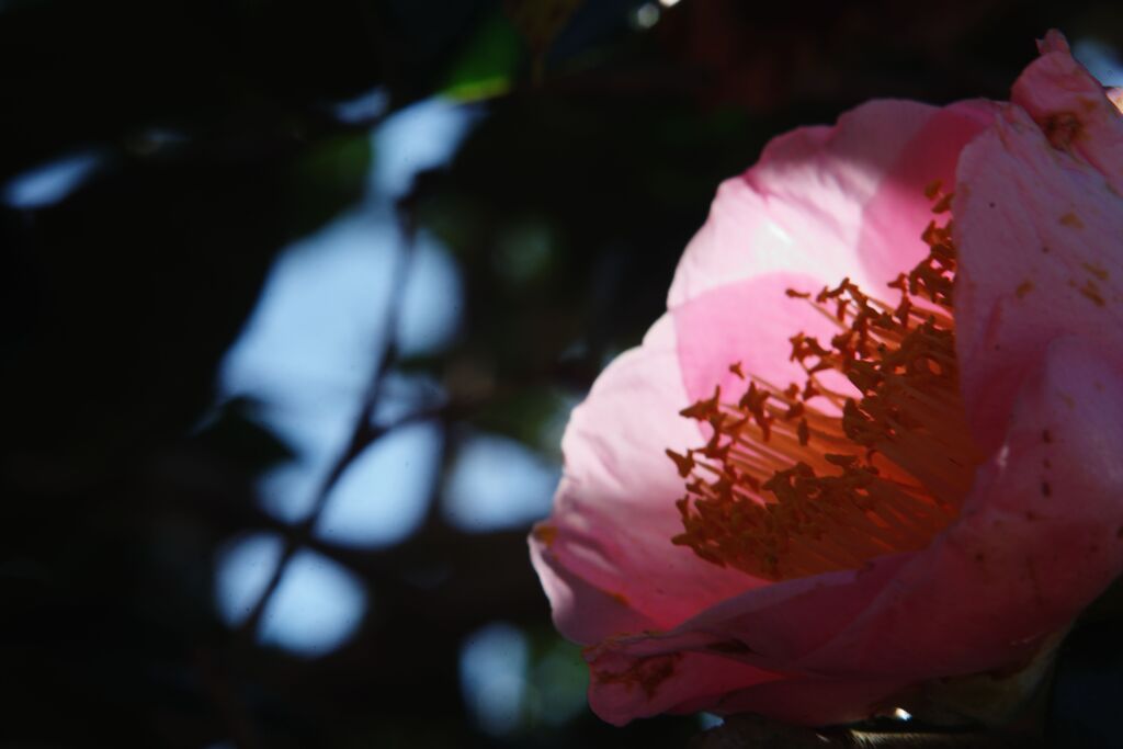 春燐　椿　