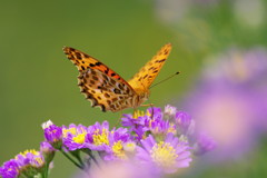 虫達を追って　タテハチョウ