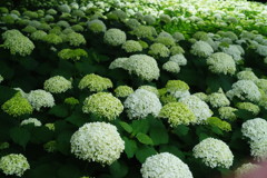 向暑　アジサイ　Ⅱ