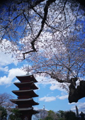 春暖　池上本門寺　五重塔　Ⅱ