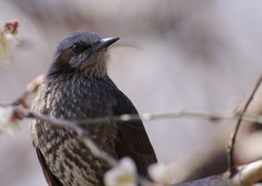 野鳥を追って　ヒヨドリ