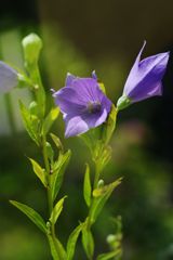 晩夏　桔梗　Ⅱ