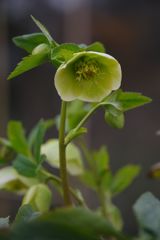 春光　クリスマスローズ　Ⅱ