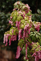 春を探して　アセボ