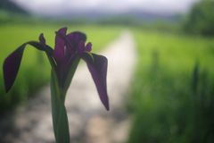 路傍　ノハナショウブ　Ⅱ