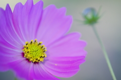 寒露　コスモス　Ⅱ